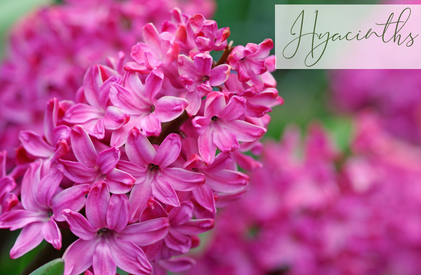Shop Hyacinths